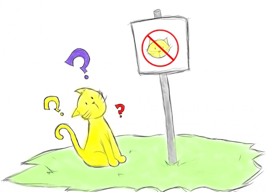 No+more+cats+on+campus%3F