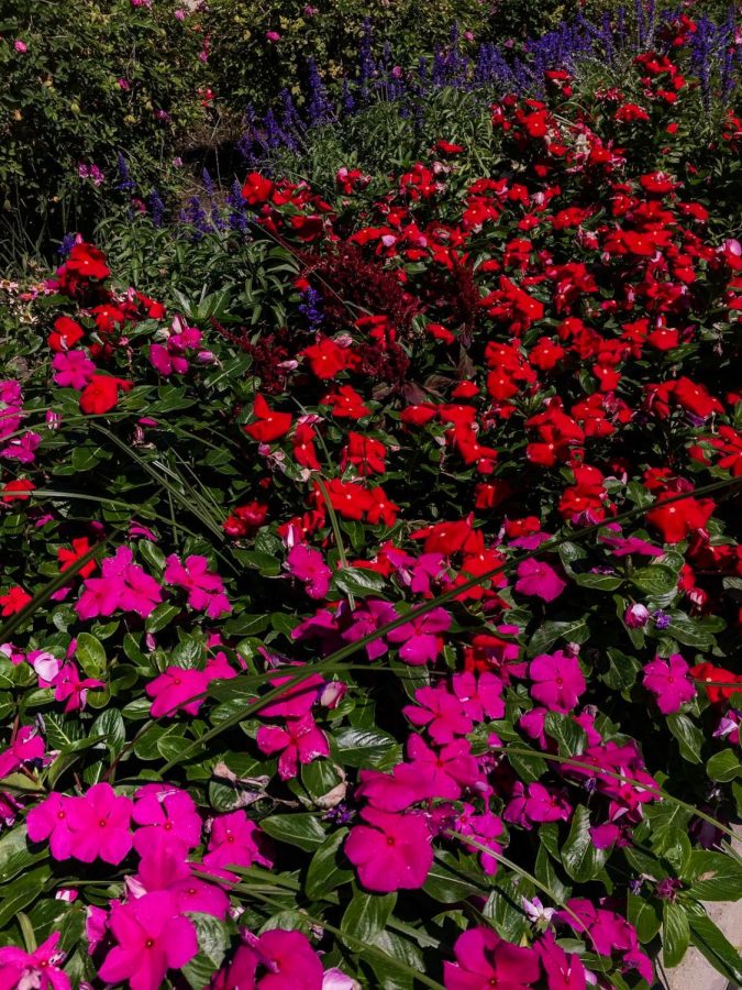 At+COS+students+can+enjoy+the+beauty+of+the+flowers+everywhere+as+soon+as+you+step+foot+on+campus.+%0A