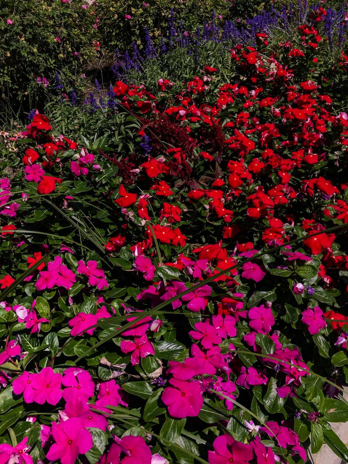 At COS students can enjoy the beauty of the flowers everywhere as soon as you step foot on campus.