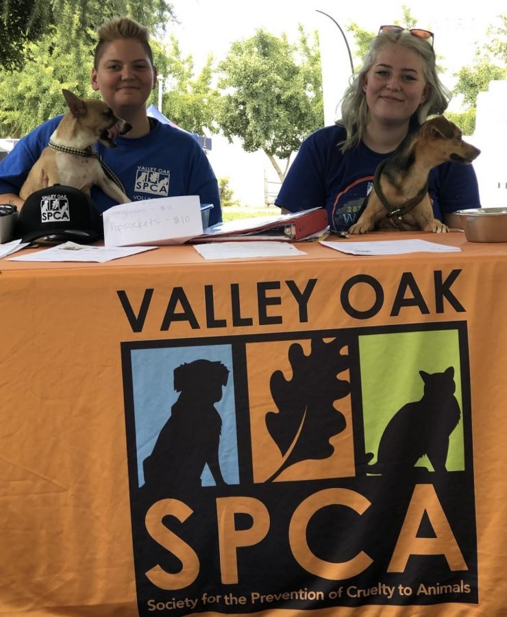 SPCA volunteer coordinator Bree Scarlet (right) and a volunteer (left) out looking for volunteers and potential homes for some very playful puppies.