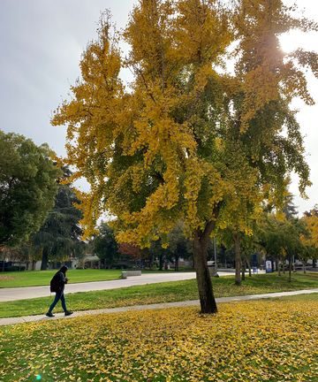 The Quad is finally full of the colors of the seasons.
