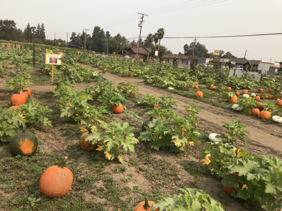 Pumpkin Patch at Vossler Farms