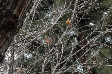 American Robins up in the tree tops.