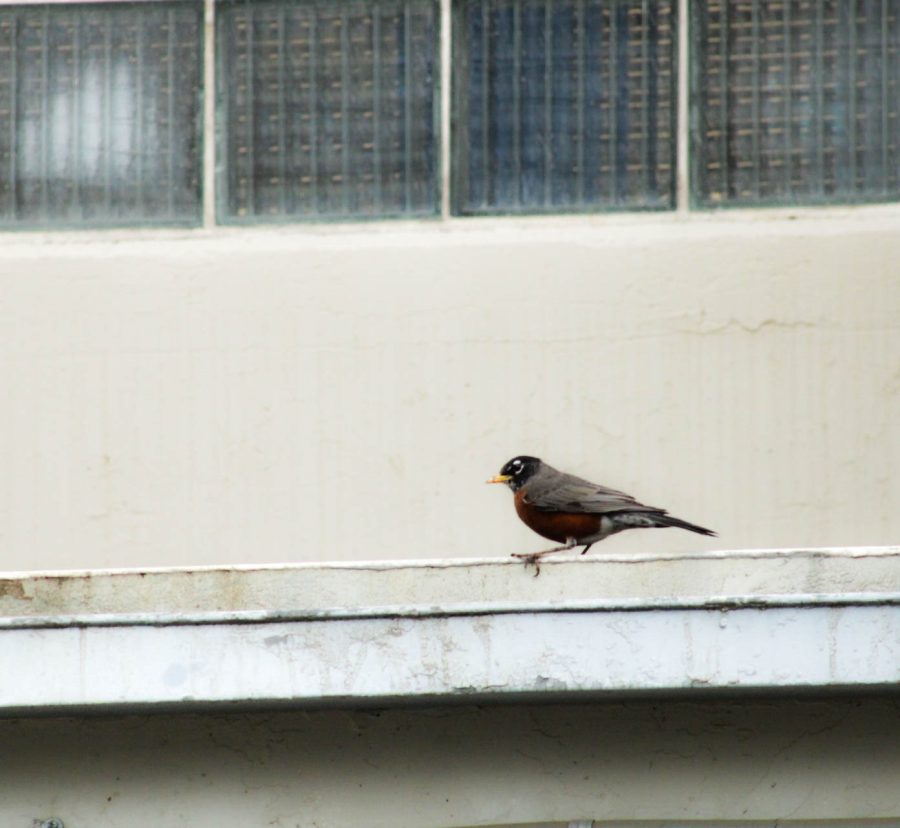 American Robin on a roof