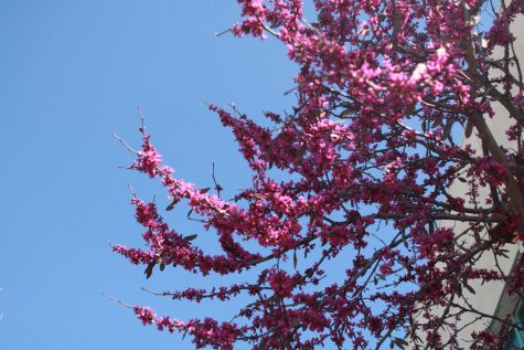 Nature Around Campus: American Redbud