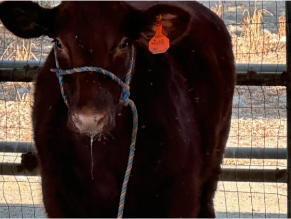 COS Tulare Campus Welcomes New Calves