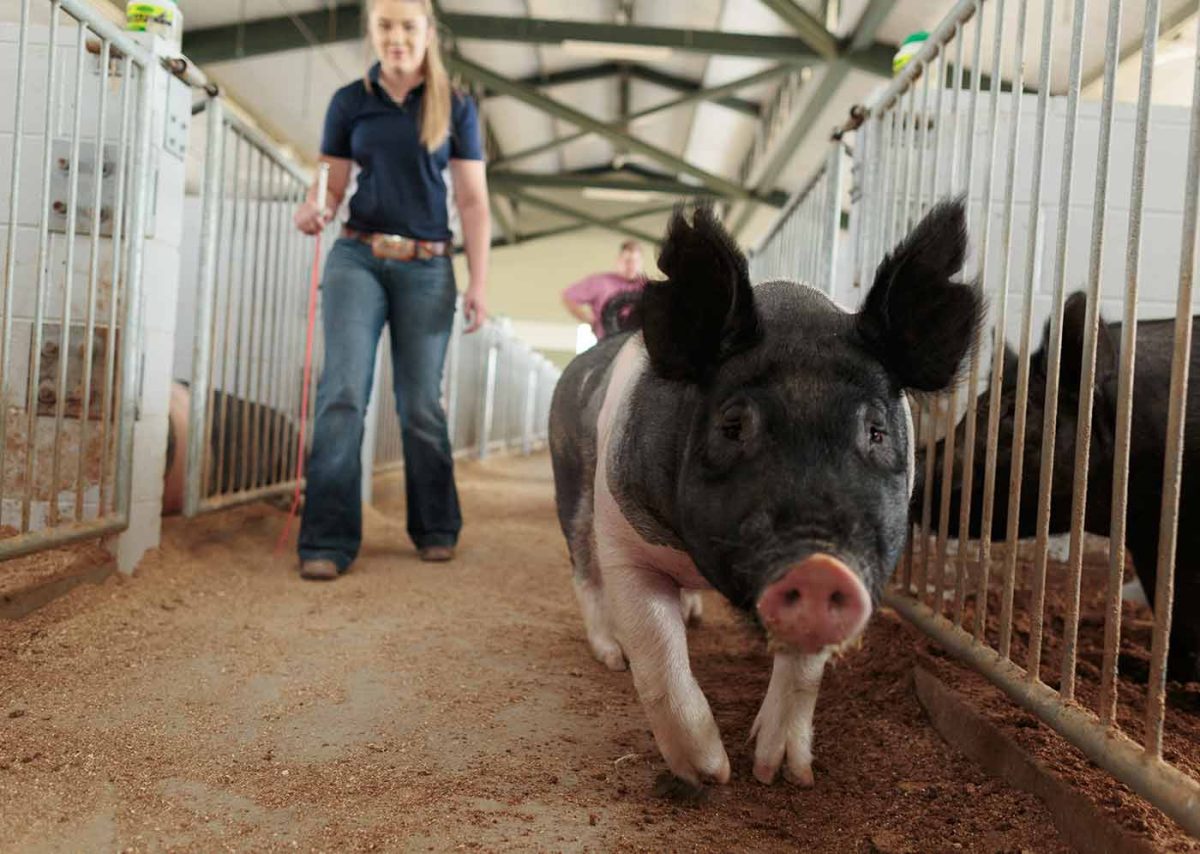 What's the Livestock Club?
