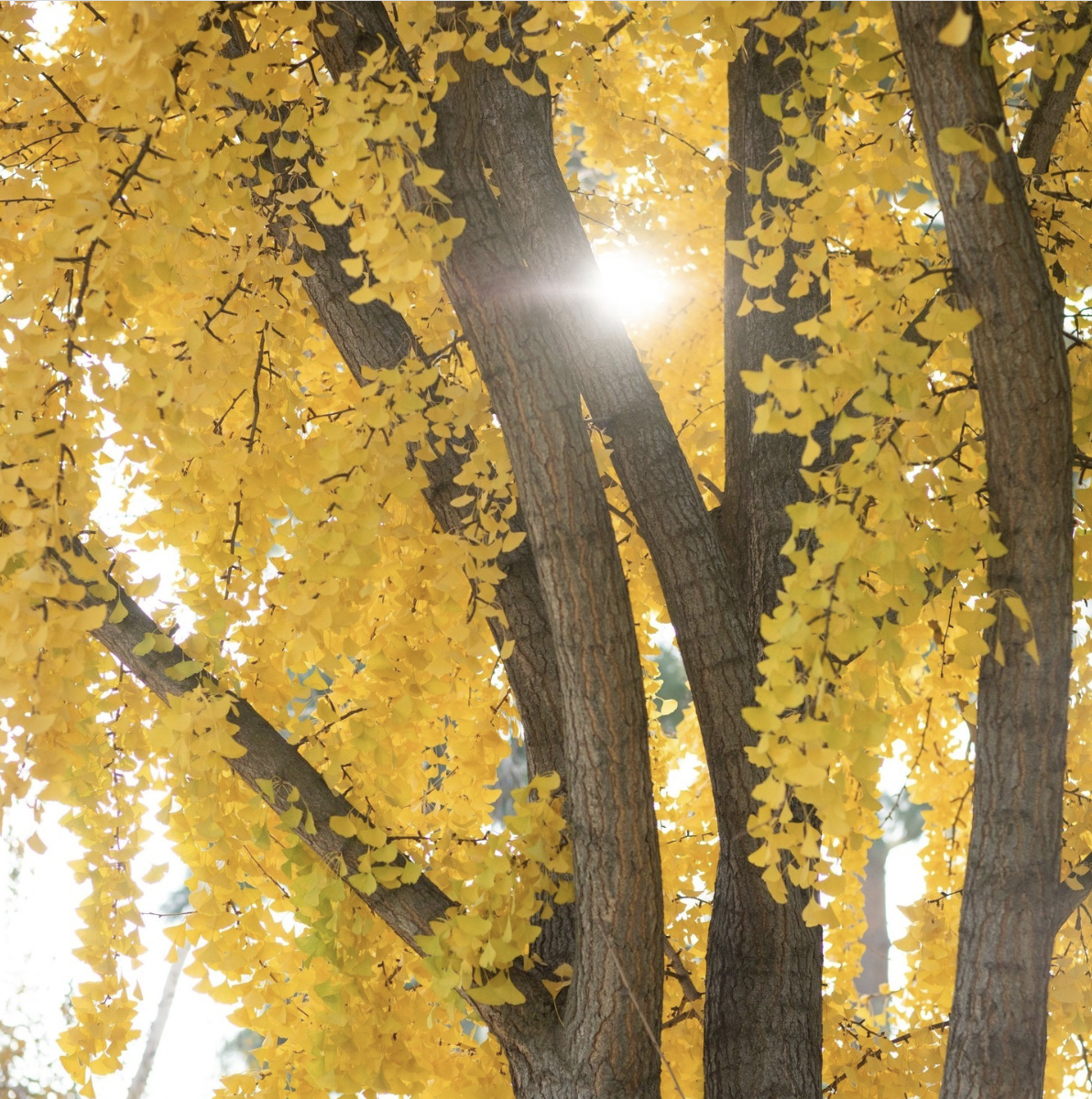 Autumn is Here: What Are The Hot Spots On Campus?
