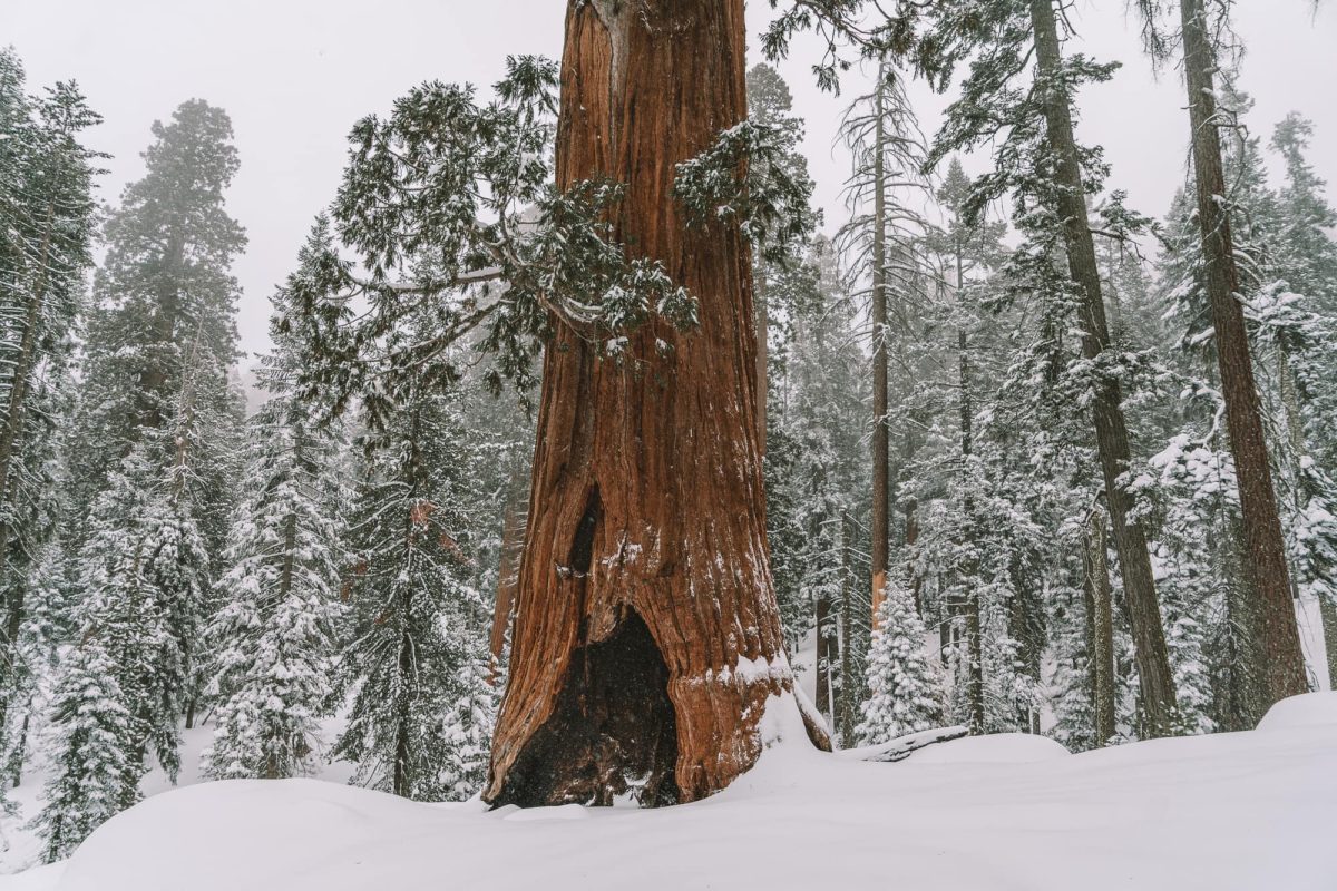 Image of the Sequoias Via Live Like It's the Weekend